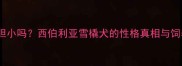 哈士奇胆小吗西伯利亚雪橇犬的性格真相与饲养指南