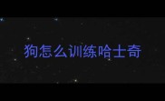 狗怎么训练哈士奇