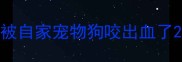 被自家宠物狗咬出血了
