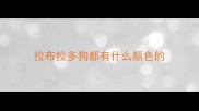 拉布拉多狗都有什么颜色的