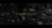 小狗感冒了怎么治