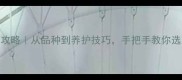 哈士奇饲养全攻略从品种到养护技巧手把手教你选到完美毛孩子