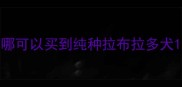 哪可以买到纯种拉布拉多犬