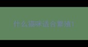什么猫咪适合繁殖