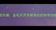 宠物驾驶训练热潮金毛犬开车梗背后的科学训练与趣味日常