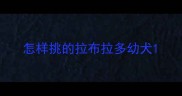 怎样挑的拉布拉多幼犬