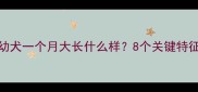 泰迪幼犬一个月大长什么样8个关键特征全