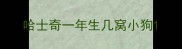 哈士奇一年生几窝小狗