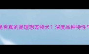 拉布拉多是否真的是理想宠物犬深度品种特性与饲养指南