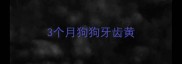 3个月狗狗牙齿黄