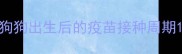 狗狗出生后的疫苗接种周期