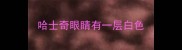 哈士奇眼睛有一层白色