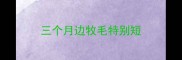 三个月边牧毛特别短