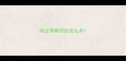 哈士奇断奶后怎么养