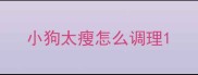 小狗太瘦怎么调理