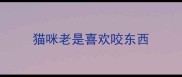 猫咪老是喜欢咬东西