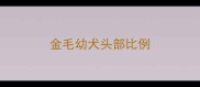 金毛幼犬头部比例