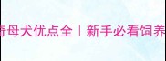 哈士奇母犬优点全新手必看饲养指南