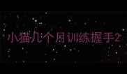 小猫几个月训练握手