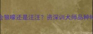 哈士奇到底会狼嚎还是汪汪资深训犬师品种特性与训练指南