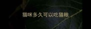 猫咪多久可以吃猫粮