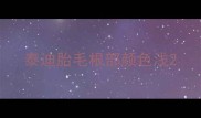 泰迪胎毛根部颜色浅