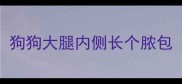狗狗大腿内侧长个脓包