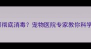 猫咪去世后如何彻底消毒宠物医院专家教你科学处理家居环境