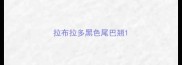 拉布拉多黑色尾巴翘