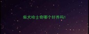 柴犬哈士奇哪个好养吗