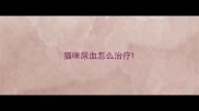 猫咪尿血怎么治疗