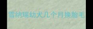 雪纳瑞幼犬几个月换胎毛