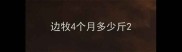 边牧4个月多少斤