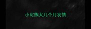 小比熊犬几个月发情