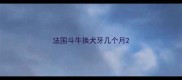 法国斗牛换犬牙几个月