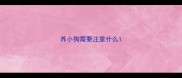 养小狗需要注意什么