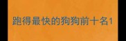 跑得最快的狗狗前十名