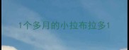 1个多月的小拉布拉多