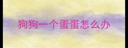 狗狗一个蛋蛋怎么办