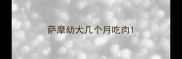 萨摩幼犬几个月吃肉