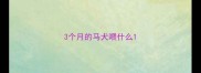 3个月的马犬喂什么