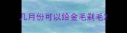 几月份可以给金毛剃毛