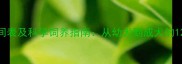 金毛犬成年时间表及科学饲养指南从幼犬到成犬的120天养护秘籍