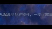 金毛犬血统从起源到品种特性一文了解皇家犬种全攻略