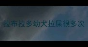 拉布拉多幼犬拉屎很多次