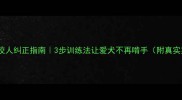 泰迪犬咬人纠正指南3步训练法让爱犬不再啃手附真实案例