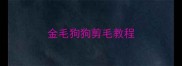 金毛狗狗剪毛教程