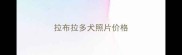 拉布拉多犬照片价格