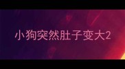 小狗突然肚子变大