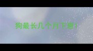狗最长几个月下崽